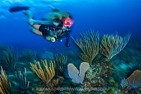 Diving Over The Reef, Cayman Islands