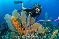 Colourful Reef Life, Cayman Islands