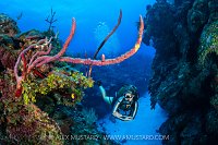 Exploring A Coral Reef, Cayman Islands