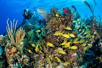 French Grunts On Reef, Cayman Islands