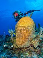 Exploring The Reef, Cayman Islands