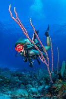 Diver And Sponge, Cayman Islands