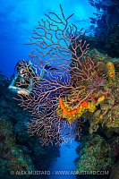 Exploring A Coral Reef, Cayman Islands