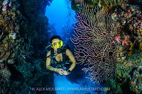 Diver And Sea Fan, Cayman Islands