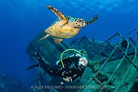 Turtle On The Kittiwake Wreck, Cayman Islands