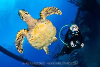Turtle On The Kittiwake Wreck, Cayman Islands