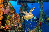 Turtle On The Kittiwake Wreck, Cayman Islands