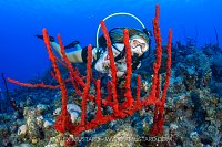 Diver And Red Sponges, Cayman Islands