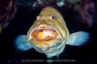 Tiger Grouper Being Cleaned, Cayman Islands