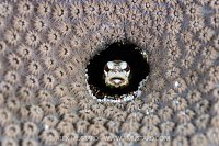 Jawfish In Coral, Cayman Islands