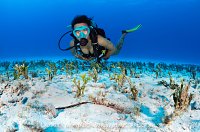 Macro Hunter, Cayman Islands