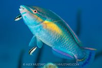 Parrotfish Cleaning, Cayman Islands