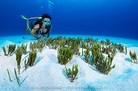 Macro Hunter, Cayman Islands