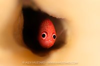 Cardinal Soldierfish, Cayman Islands