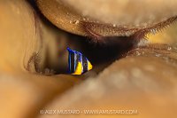 Juvenile Queen Angelfish, Cayman Islands