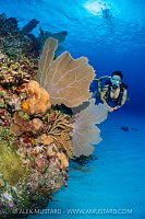 Diver Explores Reef, Cayman Islands