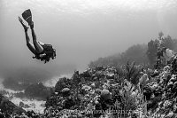 Exploring The Reef, Cayman Islands