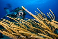Diver With Sea Plumes, Cayman Islands