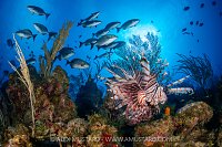 Invasive Lionfish Scene, Cayman Islands