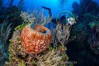 Diver With Sponge And Soft Corals, Cayman Islands