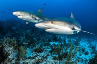 Caribbean Reef Sharks, Cayman Islands
