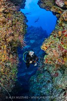 Diving East End, Cayman Islands
