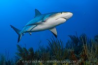 Caribbean Reef Sharks, Cayman Islands