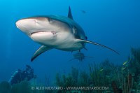 Caribbean Reef Sharks, Cayman Islands