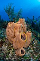 Brown Tube Sponge, Cayman Islands