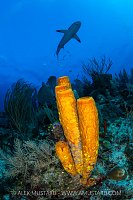 Reef Shark Over Sponge, Cayman Islands