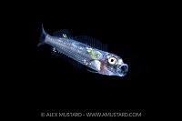 Yawning Fish Larva, Cayman Islands