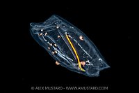 Salp With Hitchhikers, Cayman Islands