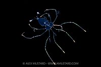 Lobster Larva, Cayman Islands