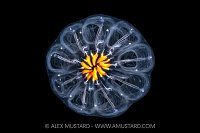 Salps At Night, Cayman Islands