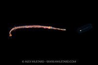 Trumpetfish Larval Stage, Cayman Islands