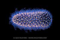 Small Pyrosome, Cayman Islanda