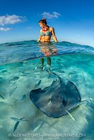Stingray At Dawn, Cayman Islands