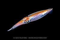 Pelagic Squid, Cayman Islands