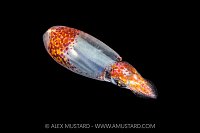 Pelagic Squid, Cayman Islands