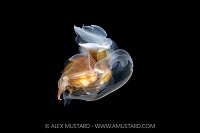 Sea Butterfly, Cayman Islands