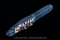 Siphonophore At Night, Cayman Islands