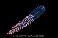 Siphonophore At Night, Cayman Islands