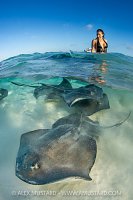 Stingray At Dawn, Cayman Islands