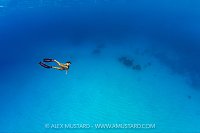 Freediving In The Blue, Cayman Islands