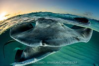 Stingrays At Dawn, Cayman Islands