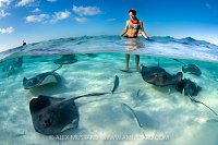 Watching Stinrays, Cayman Islands