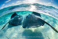 Stingray At Dawn, Cayman Islands