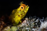 Golden Roughhead Blenny, Cayman Islands