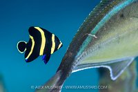 French Angelfish Cleaning, Cayman Islands