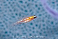 Masked Goby, Cayman Islands